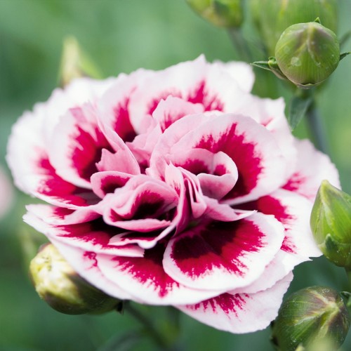 Dianthus caryophyllus 'Sweet Pleasure®L Purple Picotee' - Aednelk 'Sweet Pleasure®L Purple Picotee' P9/0,55L    